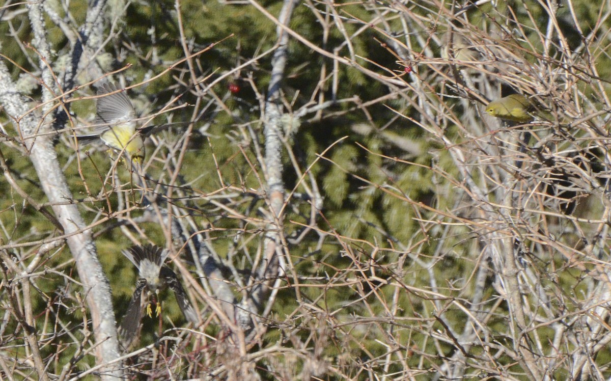 Pine Warbler - ML195263911