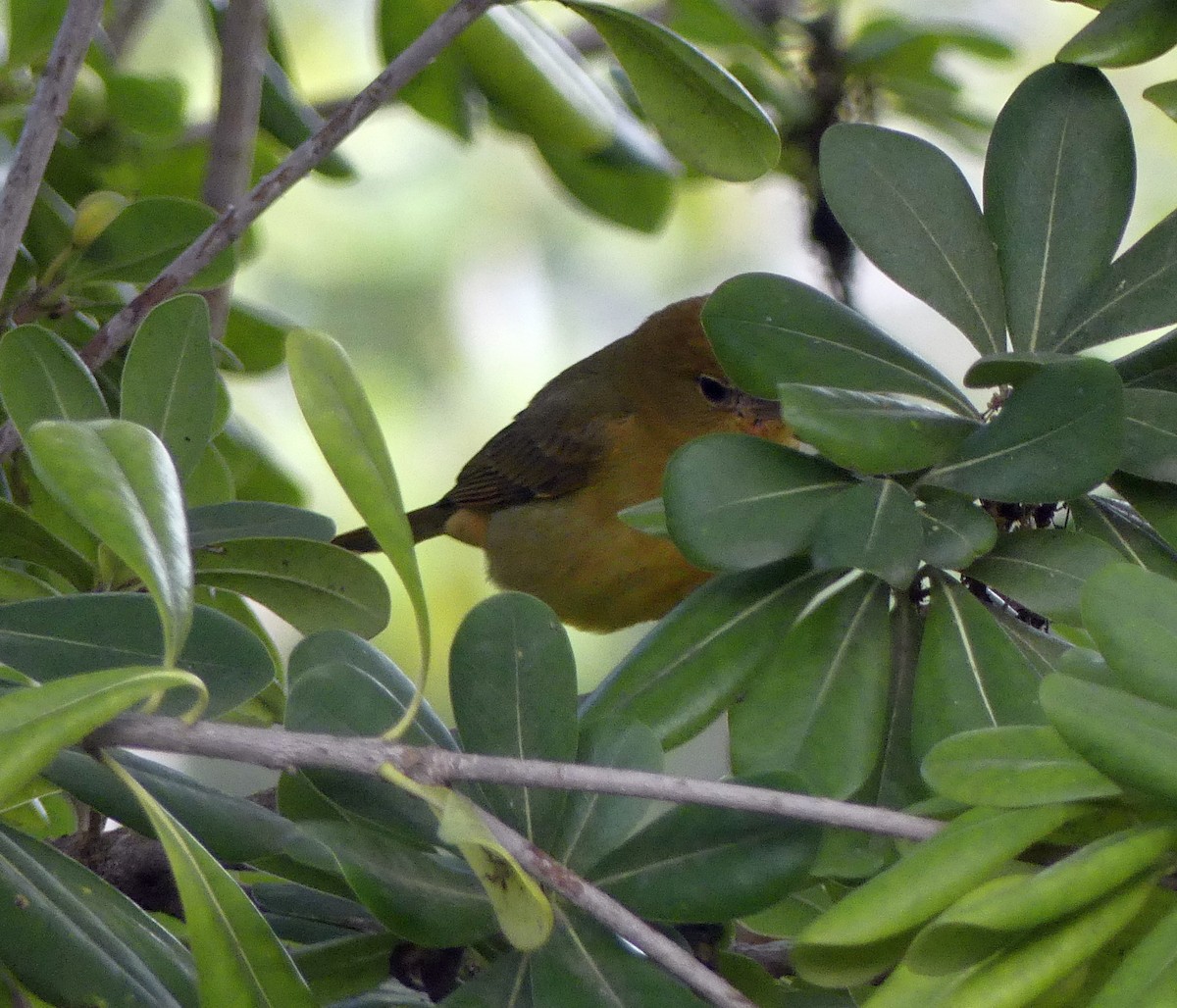 Piranga vermillon - ML195263921