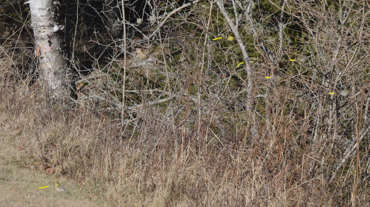 Pine Warbler - ML195263941