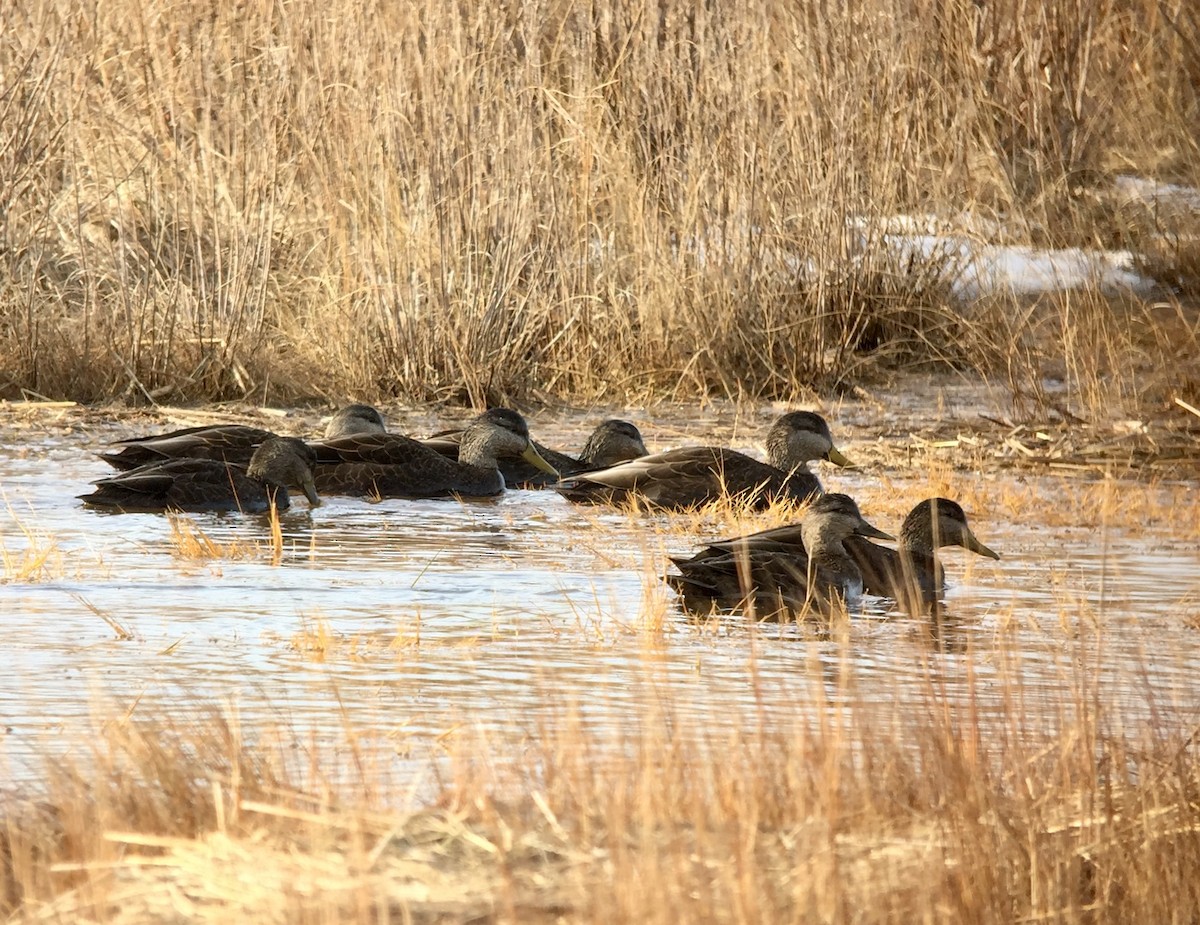 Canard noir - ML195265381