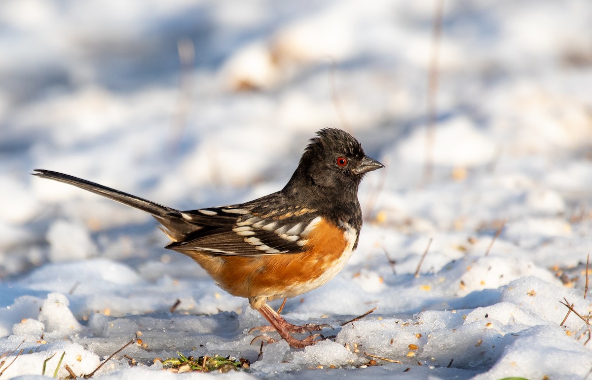 Spotted Towhee - Nicole  Watson