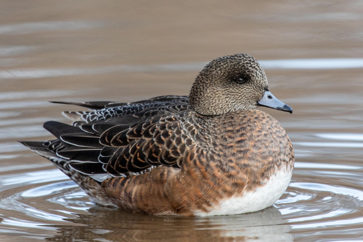 American Wigeon - Joshua Malbin