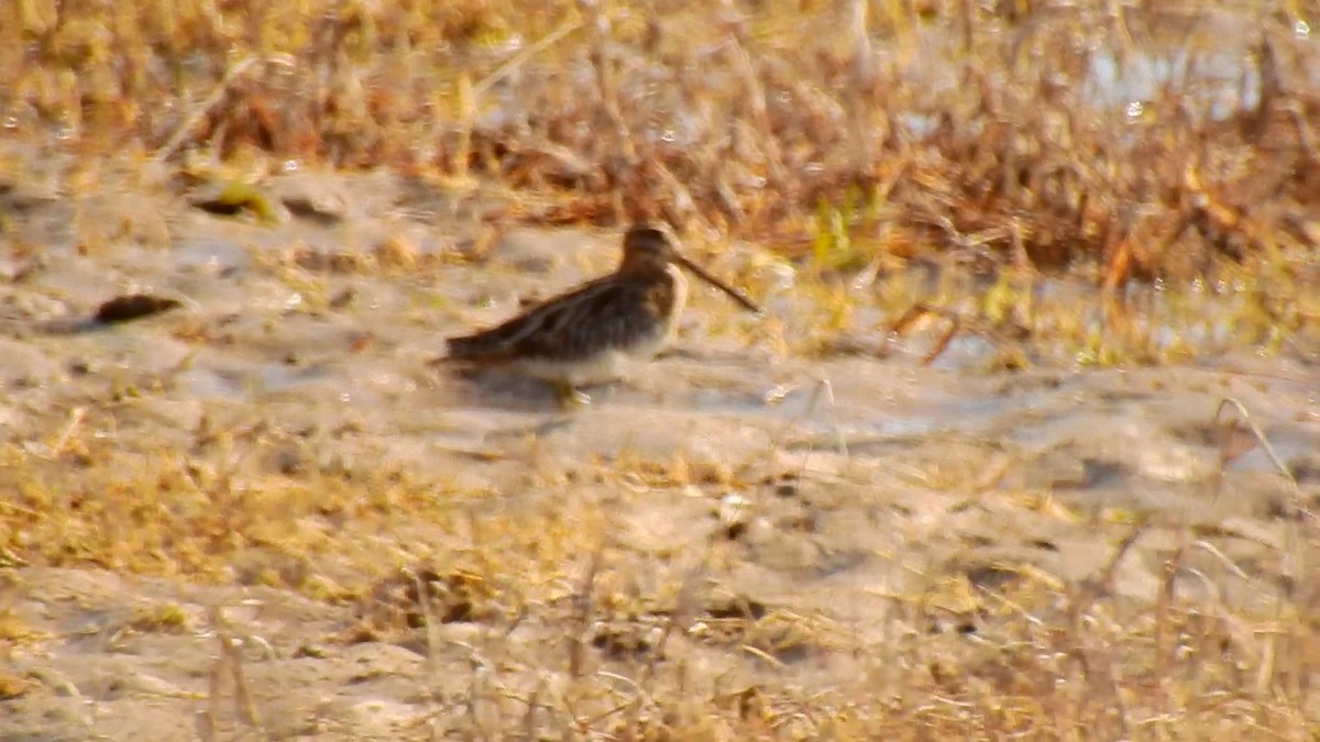 Wilson's Snipe - ML195267061