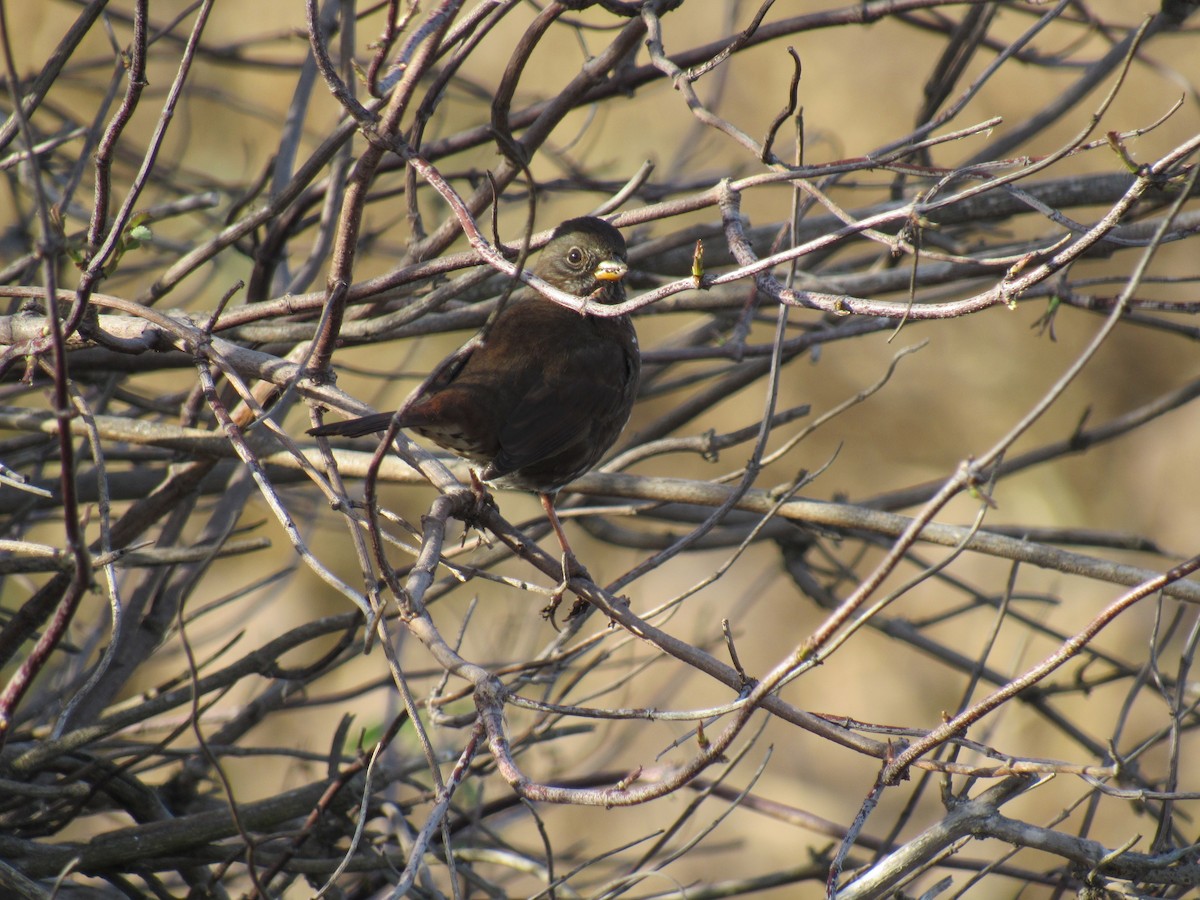 Fox Sparrow - karen pinckard