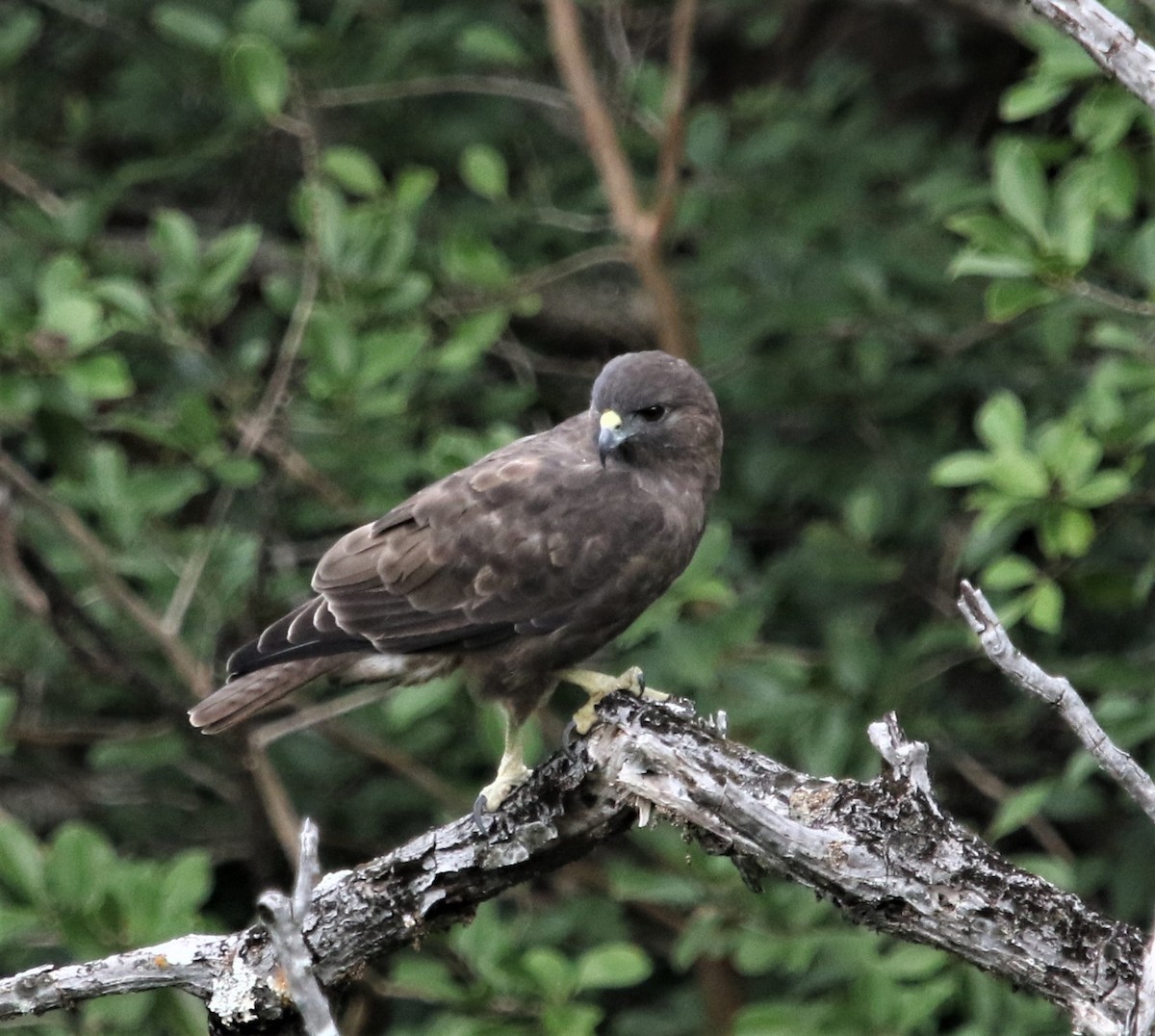 Hawaiian Hawk - Ann Vaughan