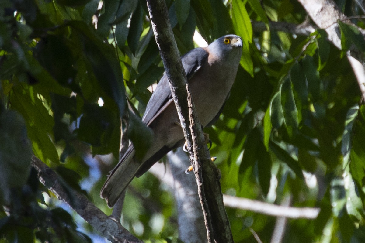 Rufous-necked Sparrowhawk - Tony Palliser