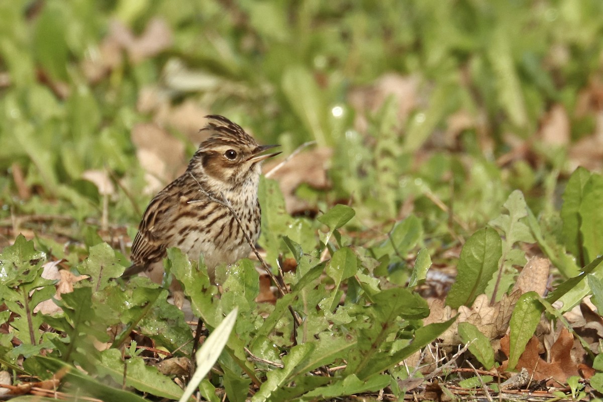 Wood Lark - Francisco Barroqueiro