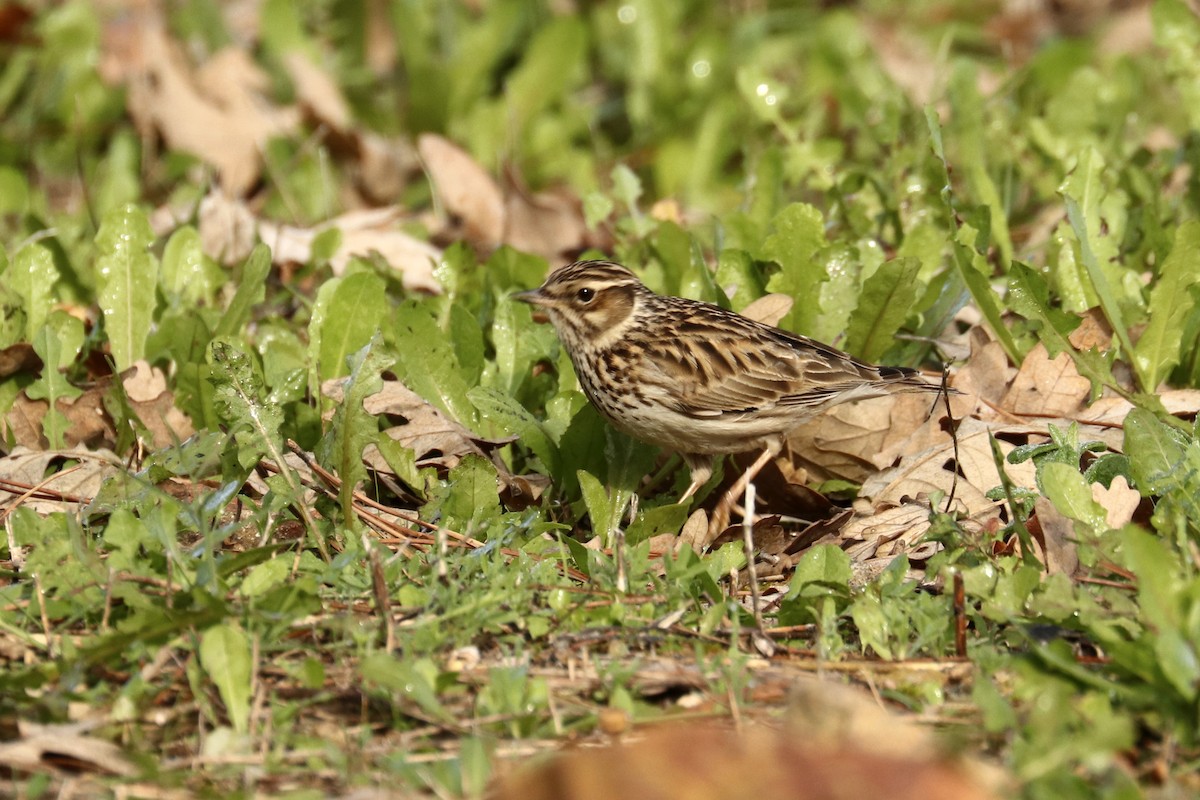 Wood Lark - ML195272481