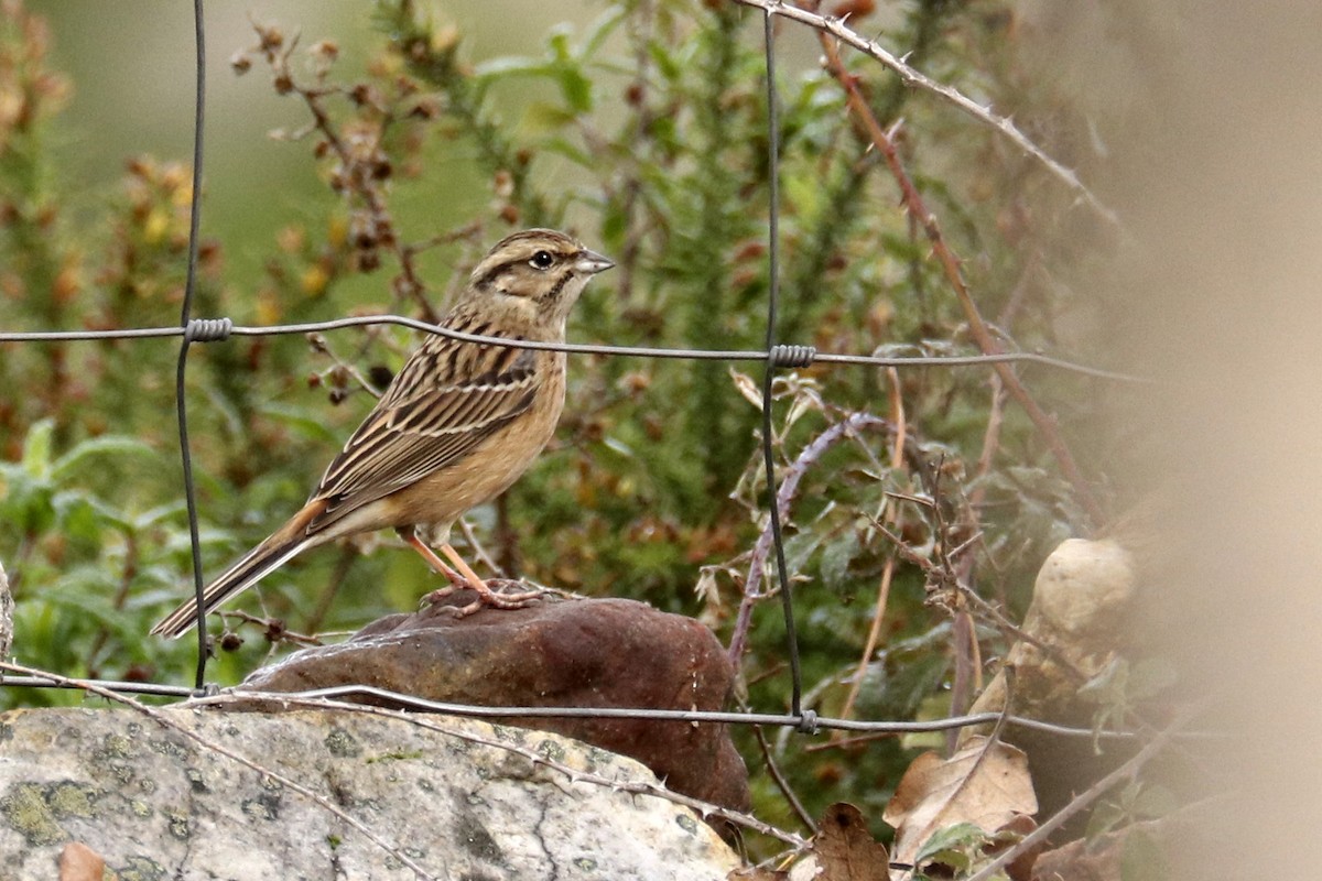 Rock Bunting - ML195272641