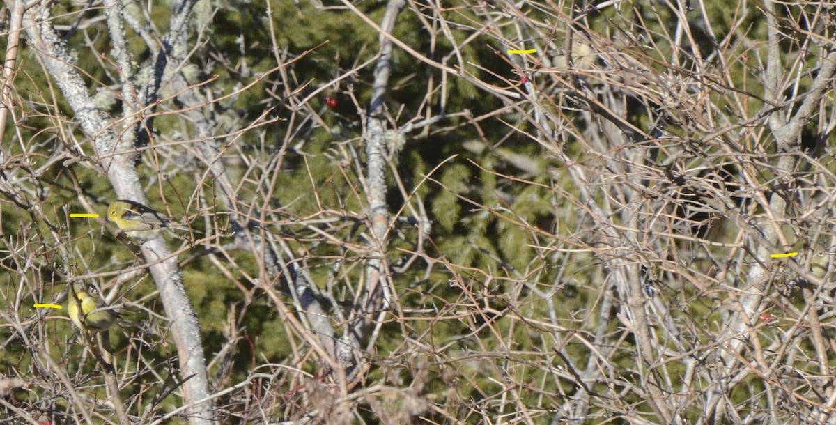 Pine Warbler - ML195273641