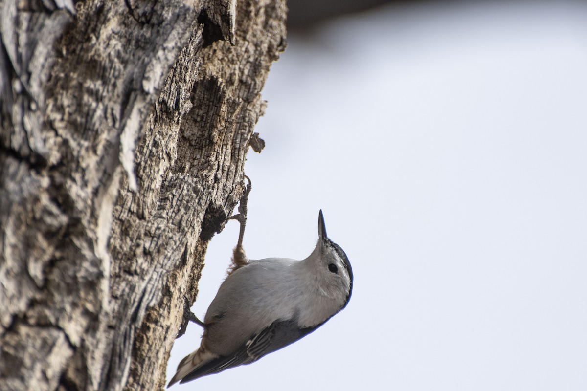 White-breasted Nuthatch - Owen Sinkus