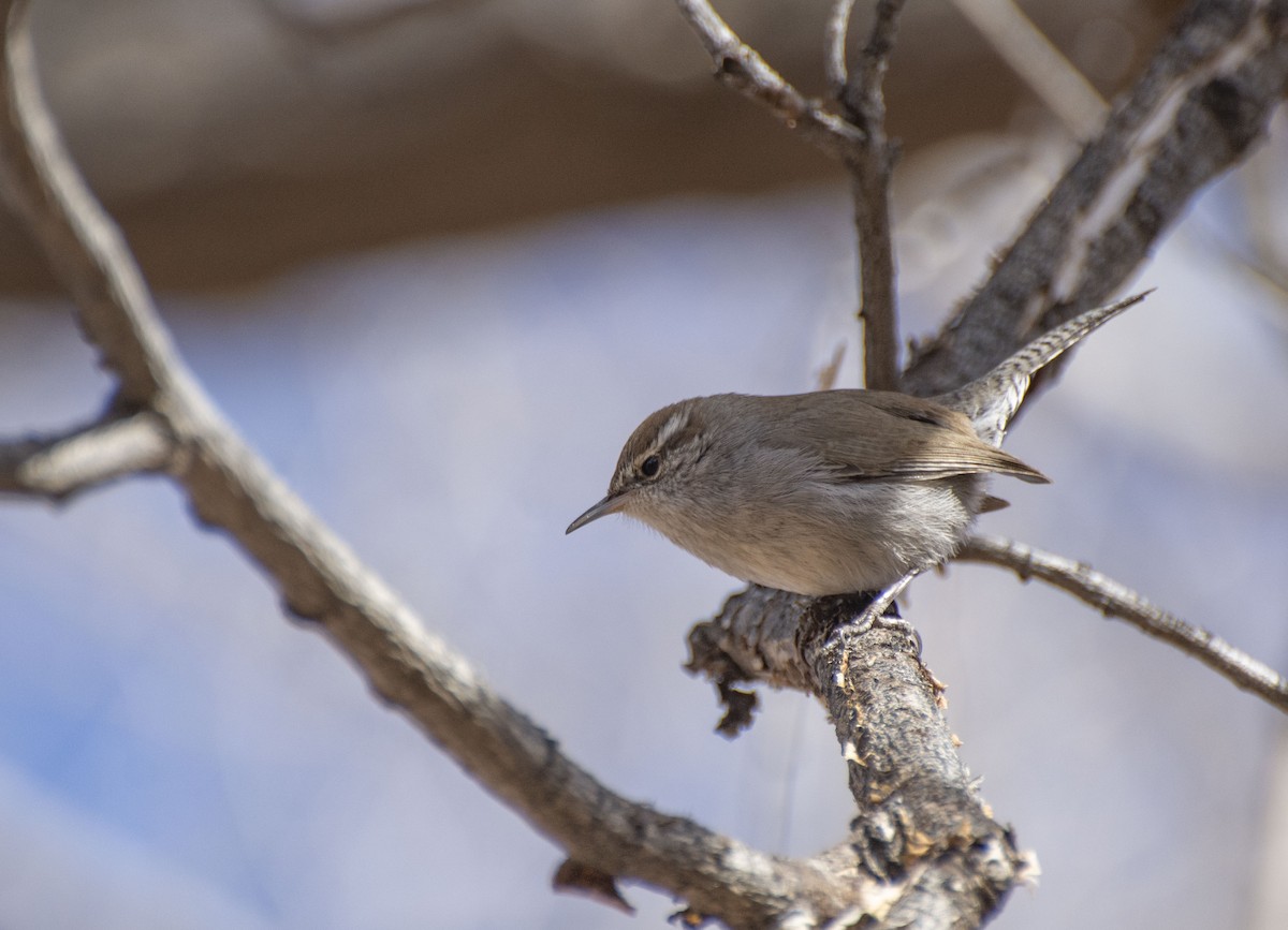 Bewick's Wren - ML195274671