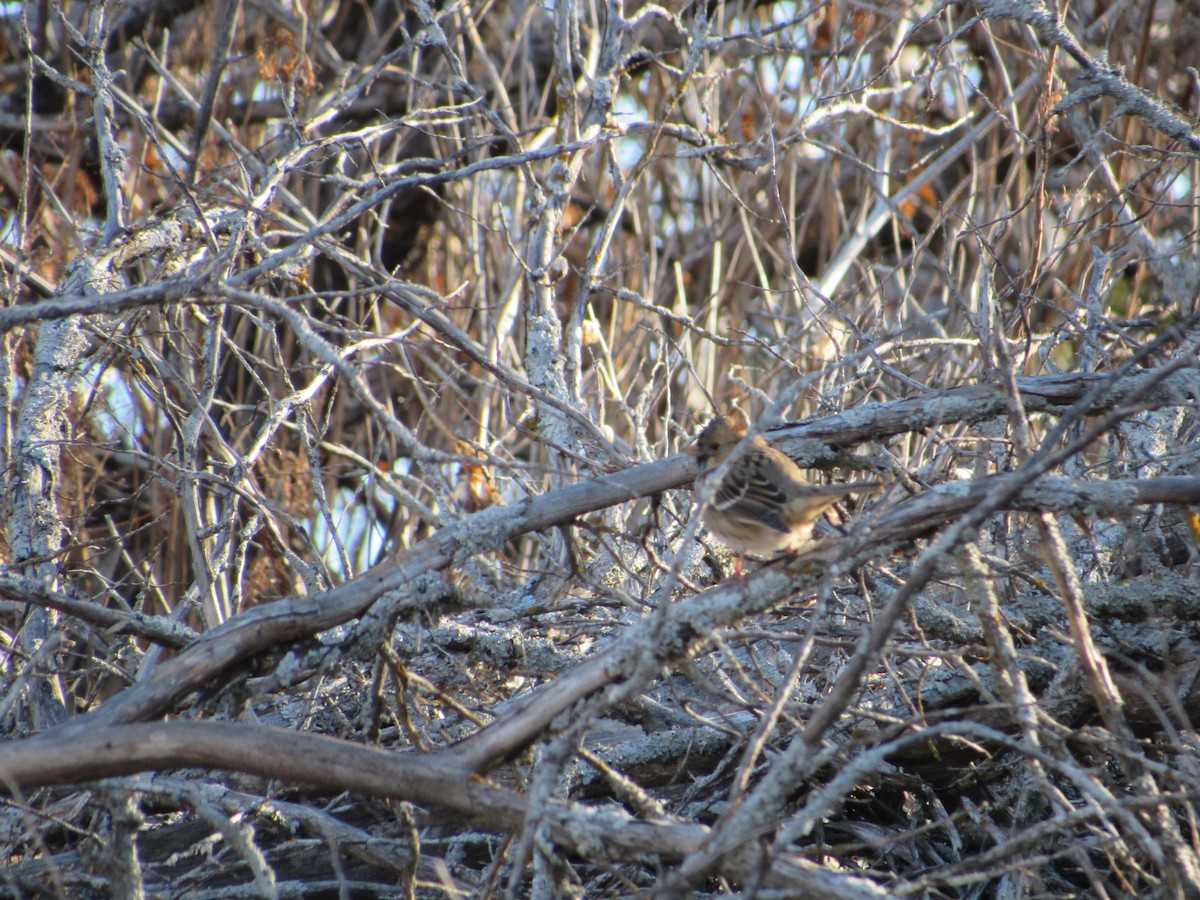 Harris's Sparrow - ML195275181