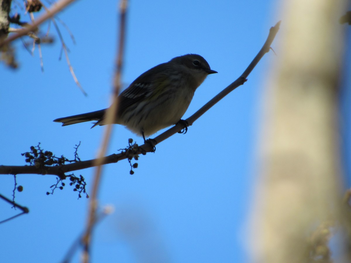 Yellow-rumped Warbler - ML195275311
