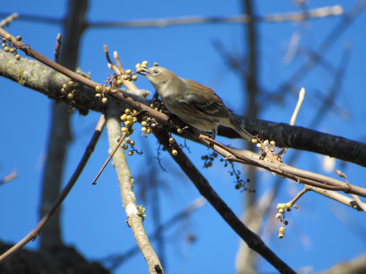 Yellow-rumped Warbler - ML195275341