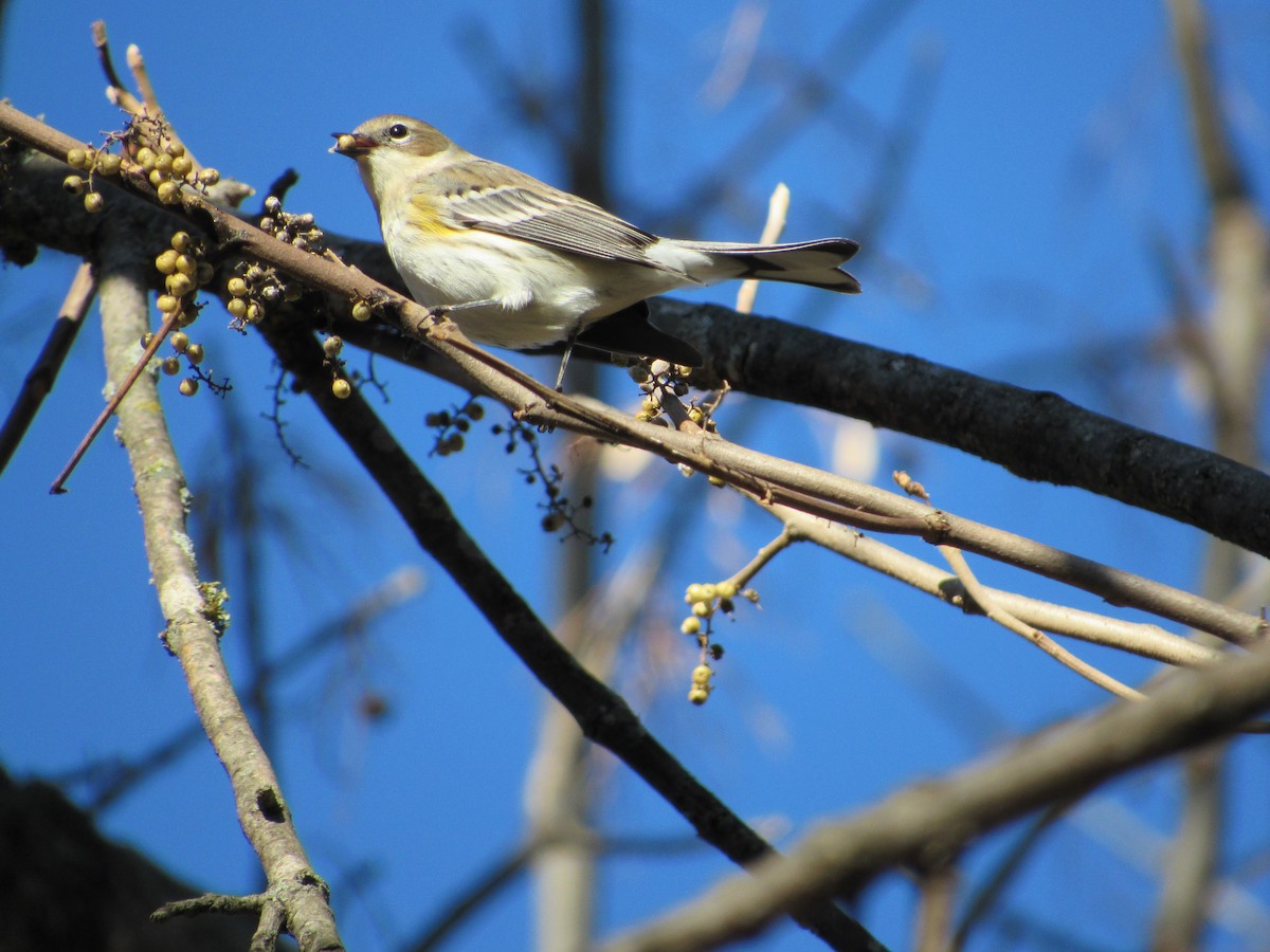 Yellow-rumped Warbler - ML195275381