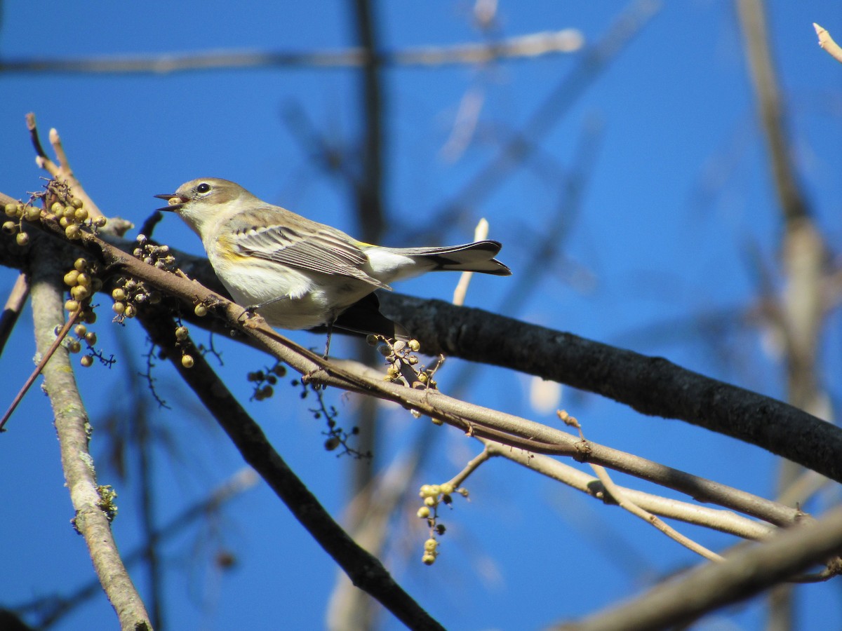 Yellow-rumped Warbler - ML195275391