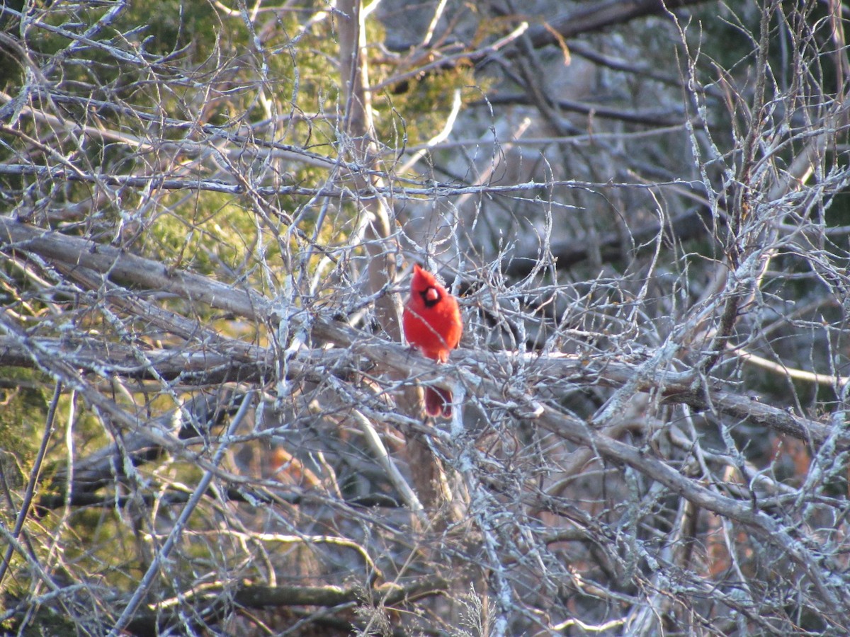 Northern Cardinal - ML195275411