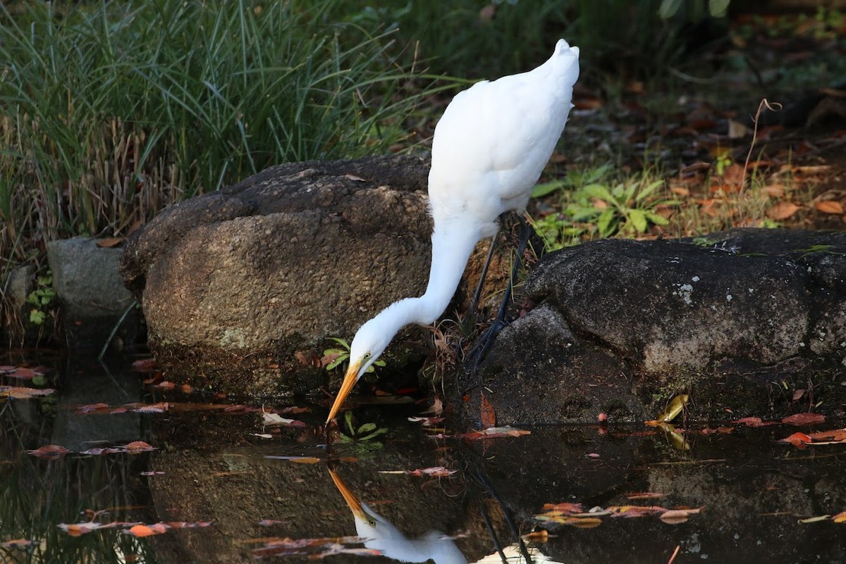 Great Egret - ML195276651