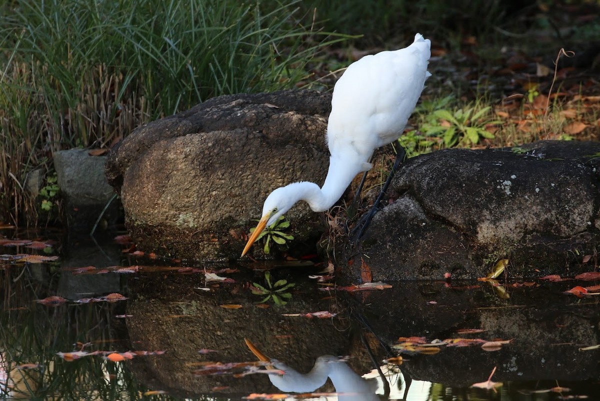 Great Egret - ML195276661