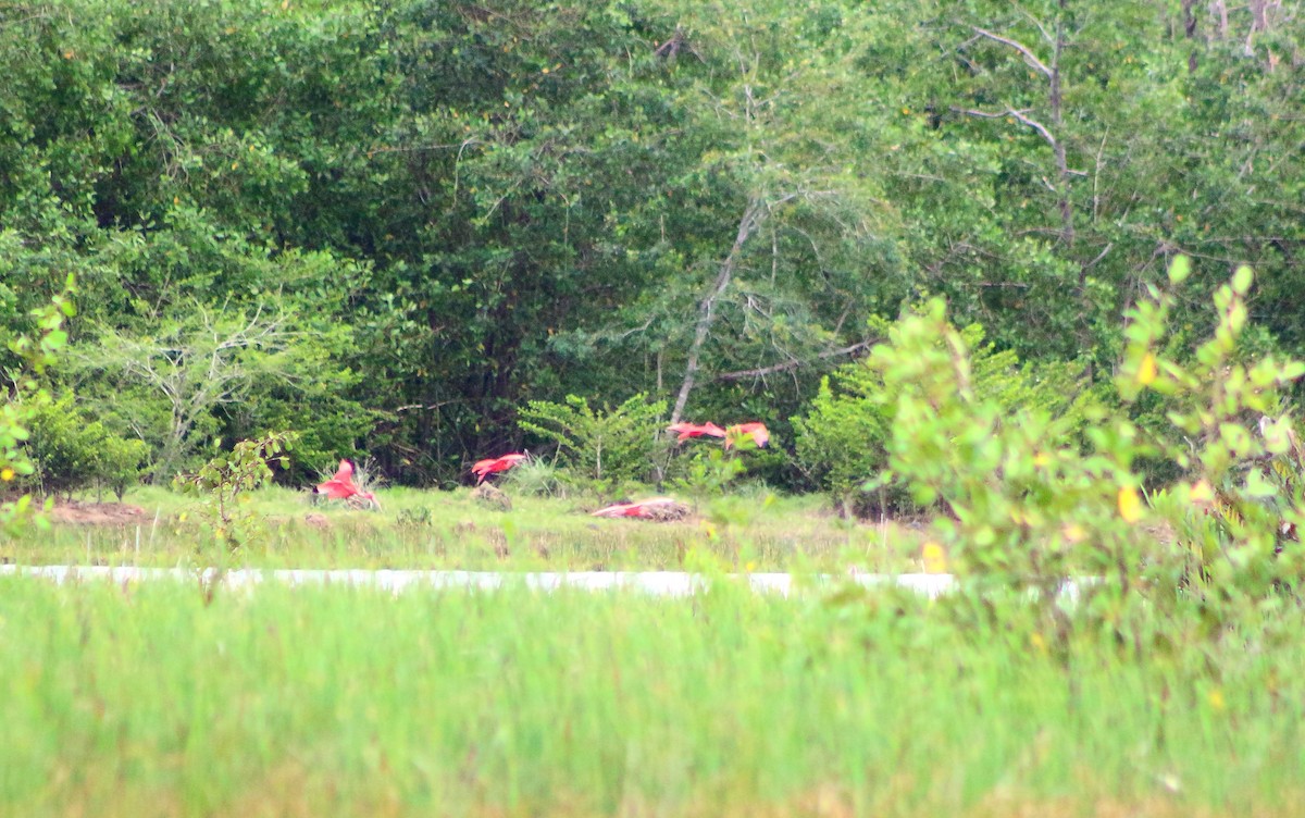 Scarlet Ibis - ML195278341