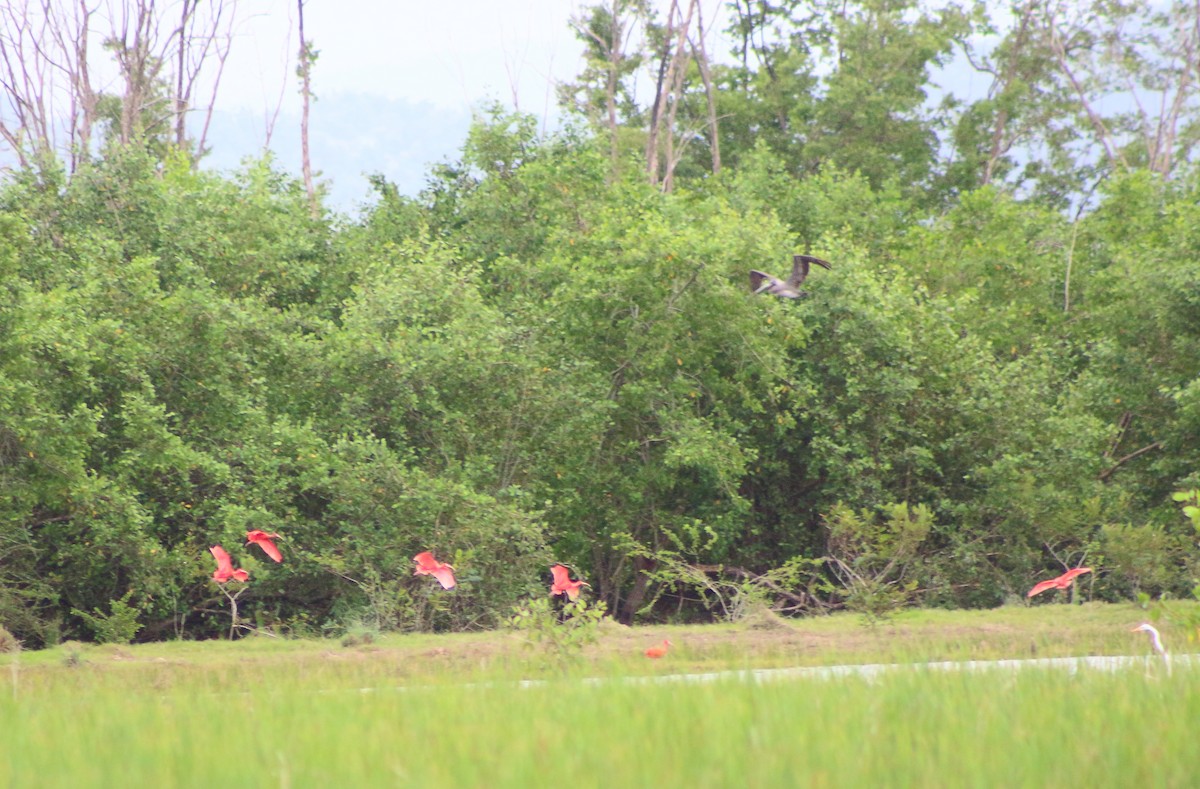 Scarlet Ibis - ML195278651