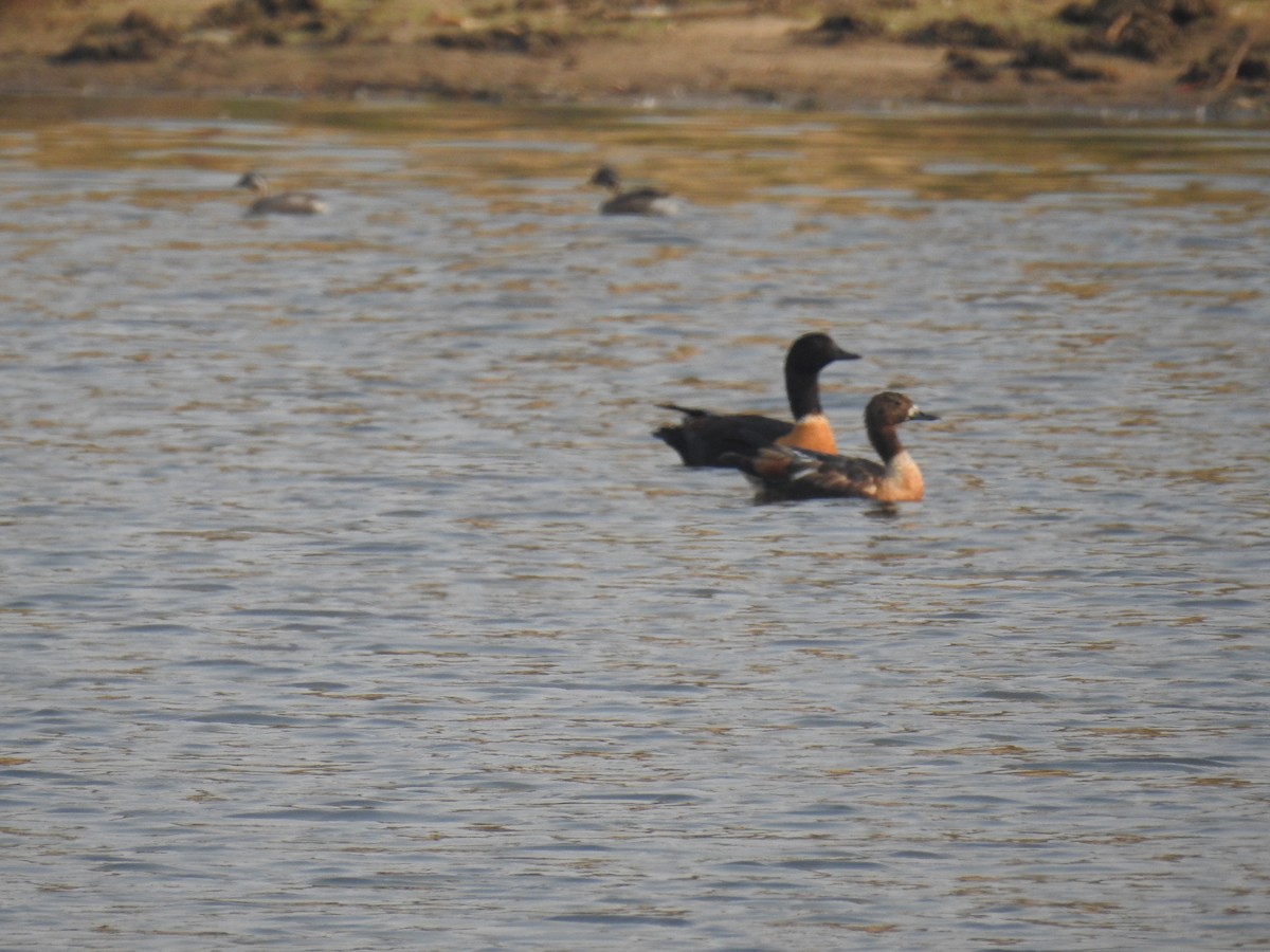 husice australská - ML195278791