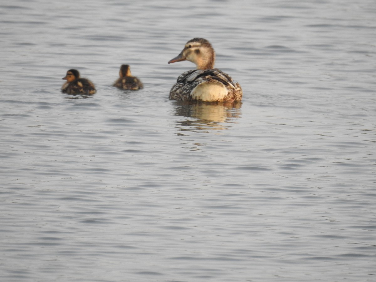 kachna divoká - ML195278851