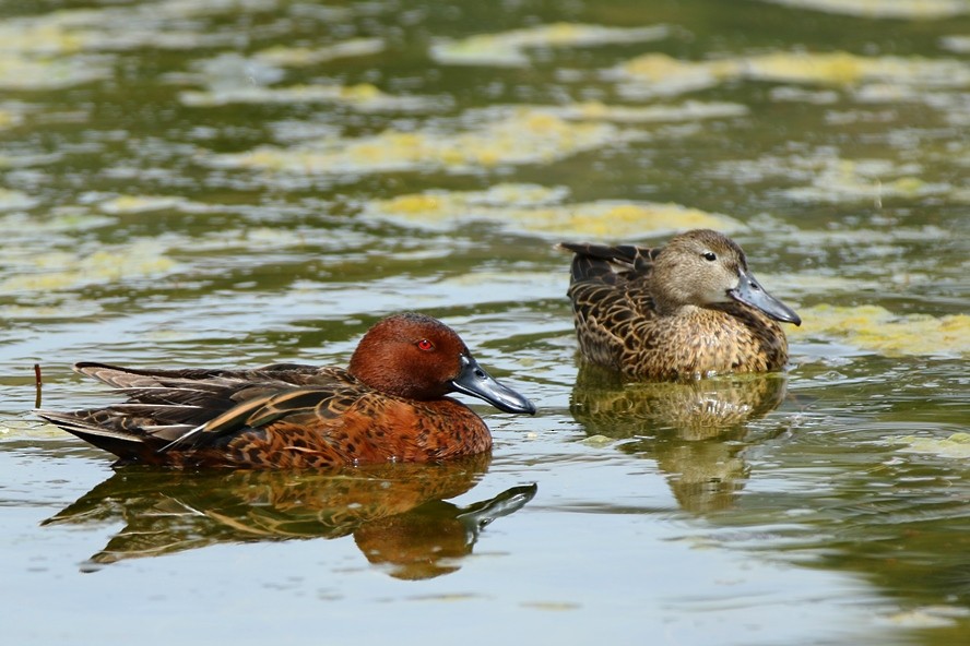 Cinnamon Teal - ML195279481