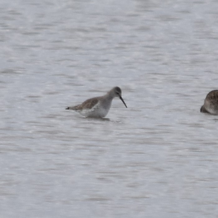 Stilt Sandpiper - ML195280171