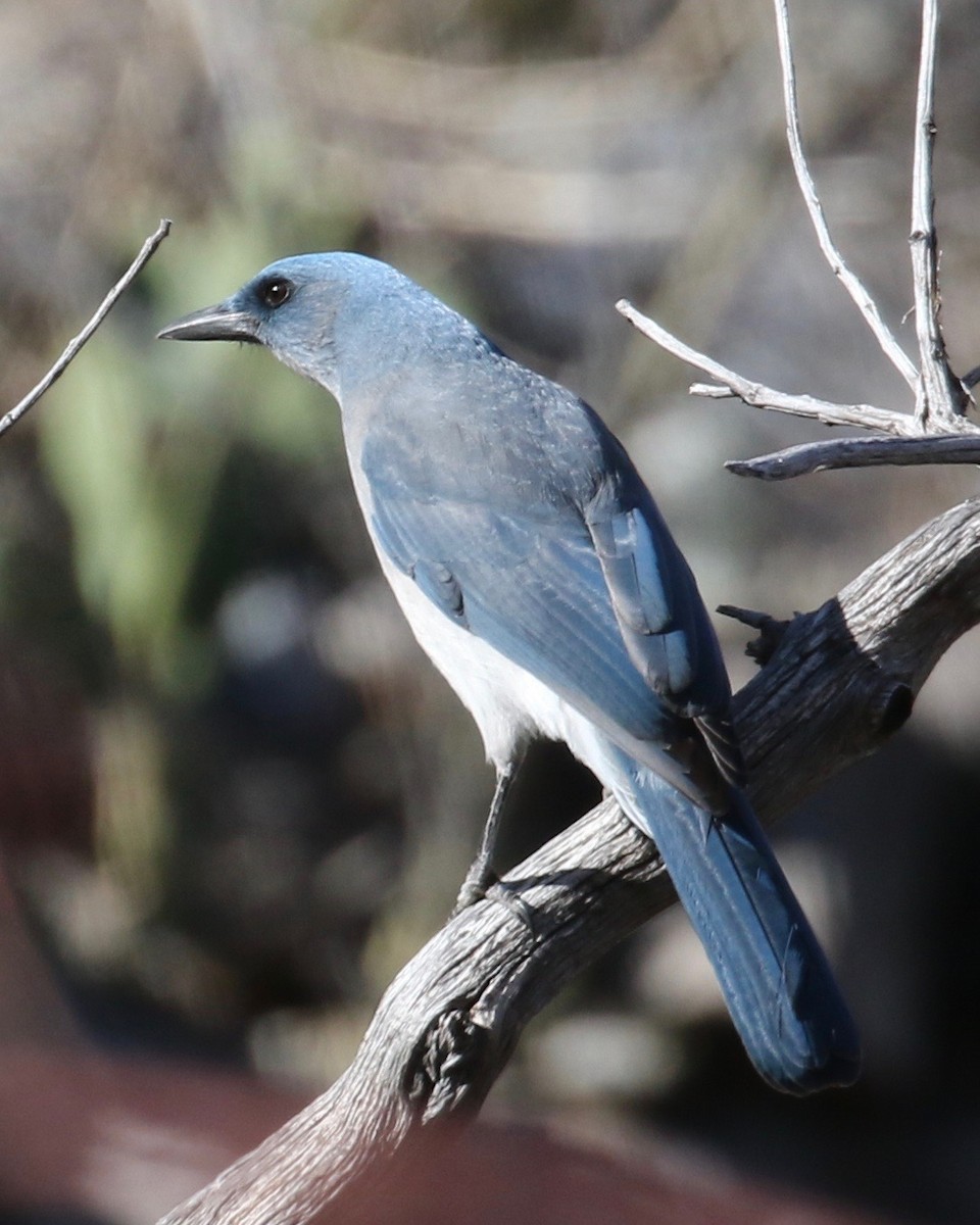Mexican Jay (Arizona) - ML195280851