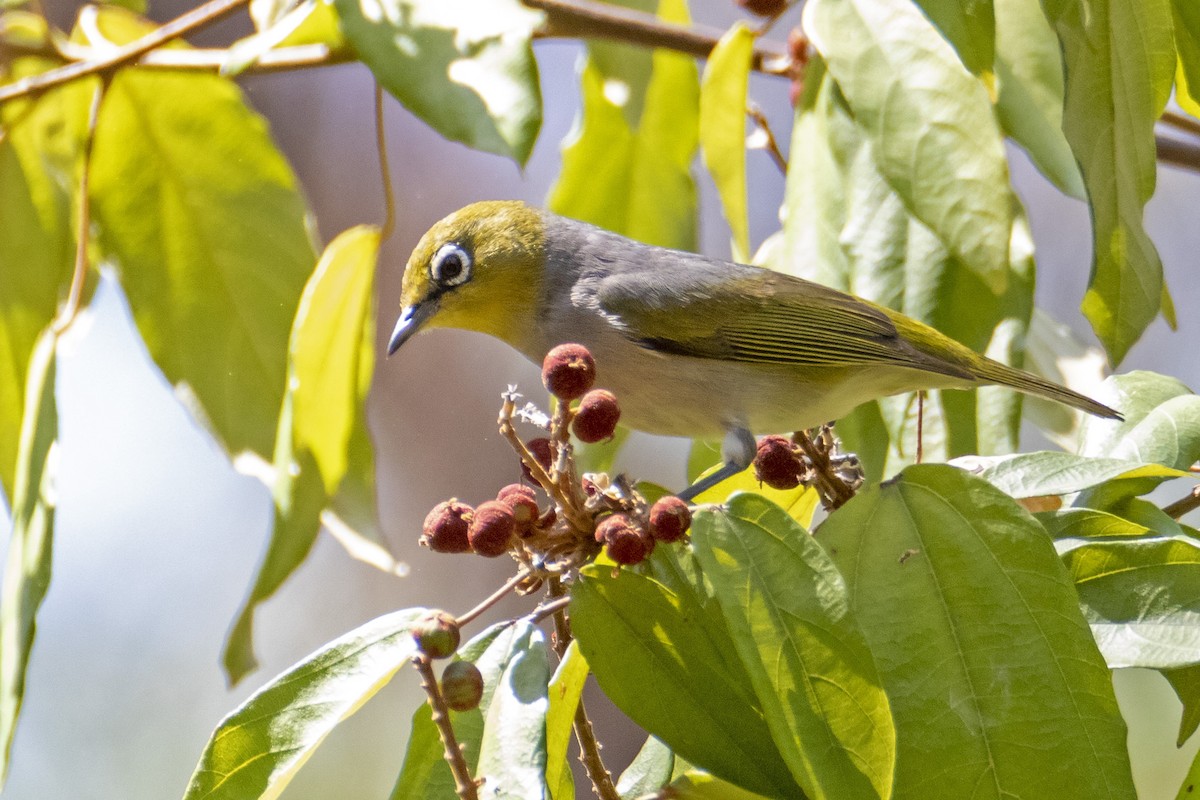 Silvereye - Andreas Heikaus