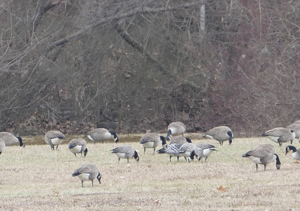 Barnacle Goose - ML195282211