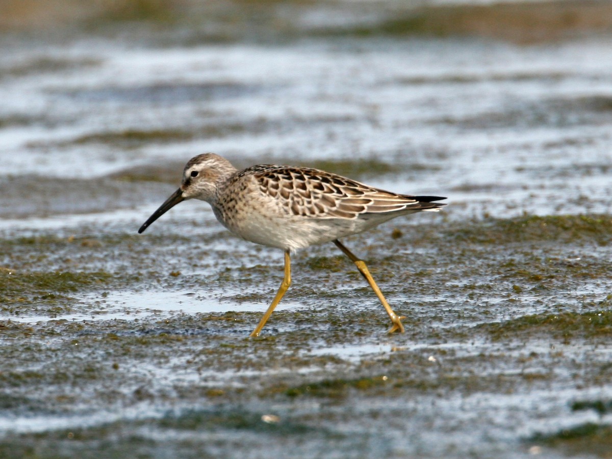 Stilt Sandpiper - ML195282891