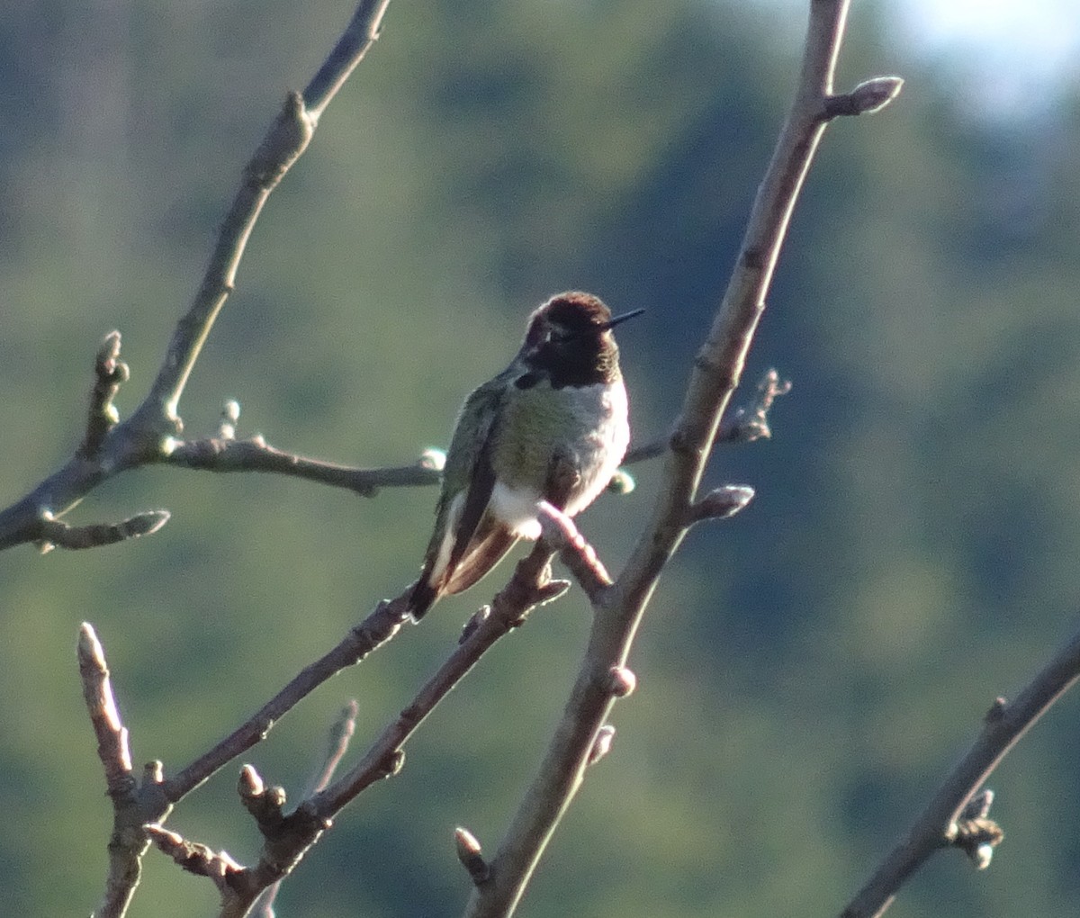 Anna's Hummingbird - ML195283901