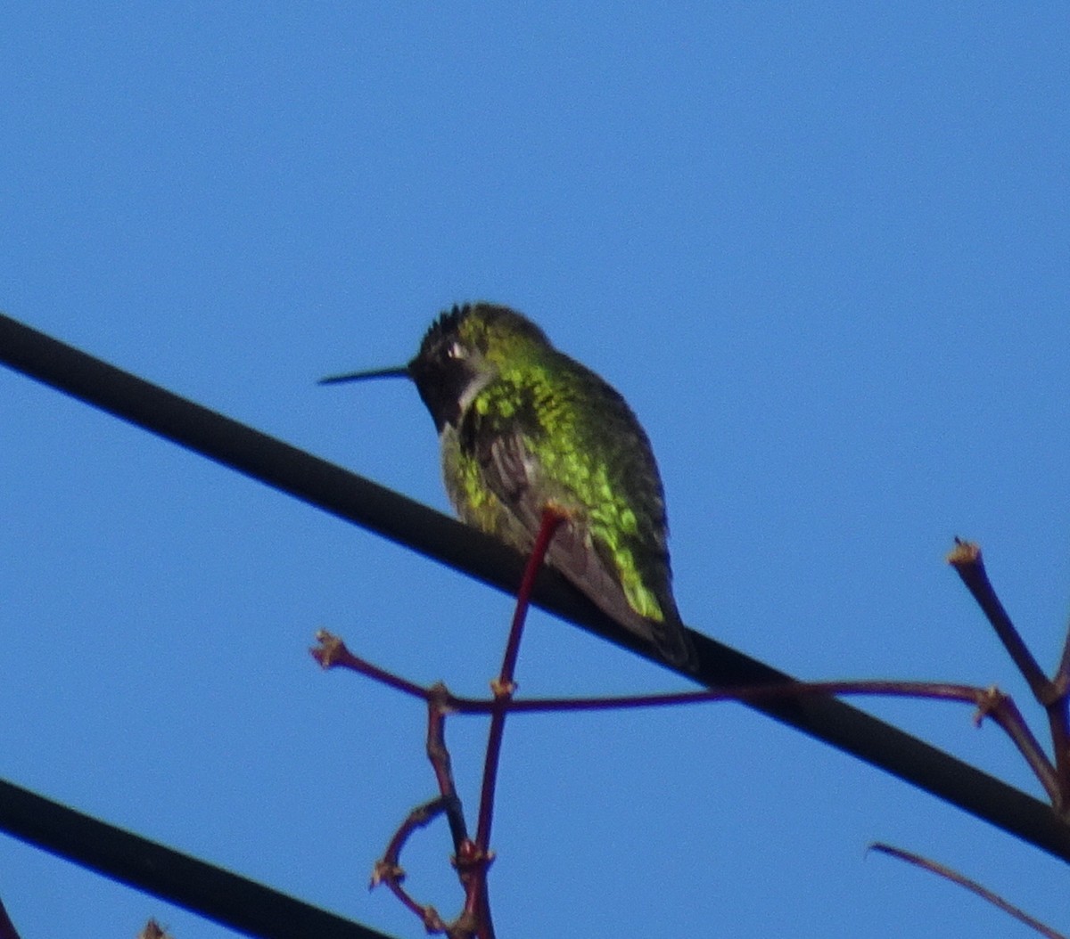 Anna's Hummingbird - ML195283911