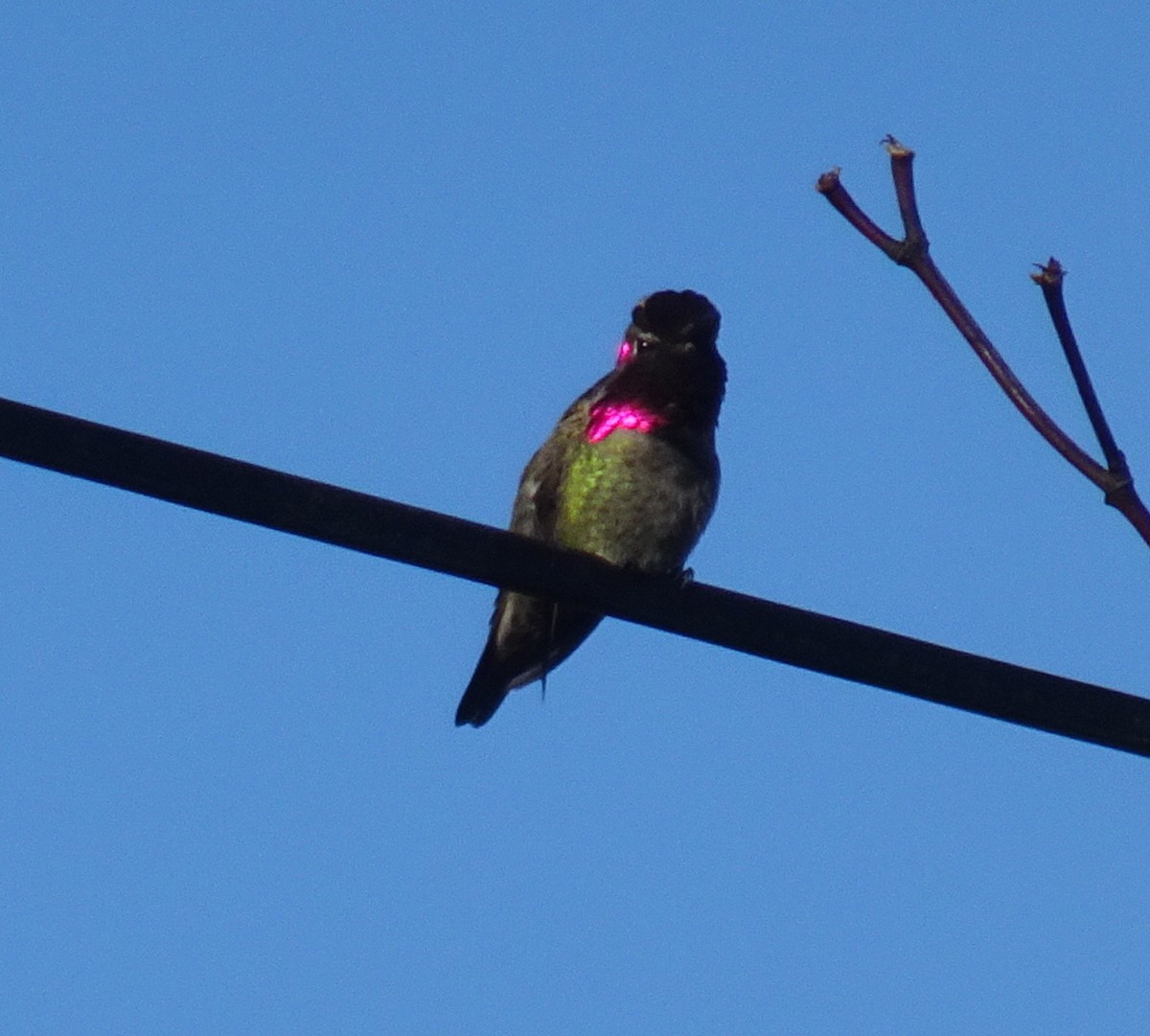 Anna's Hummingbird - ML195283921