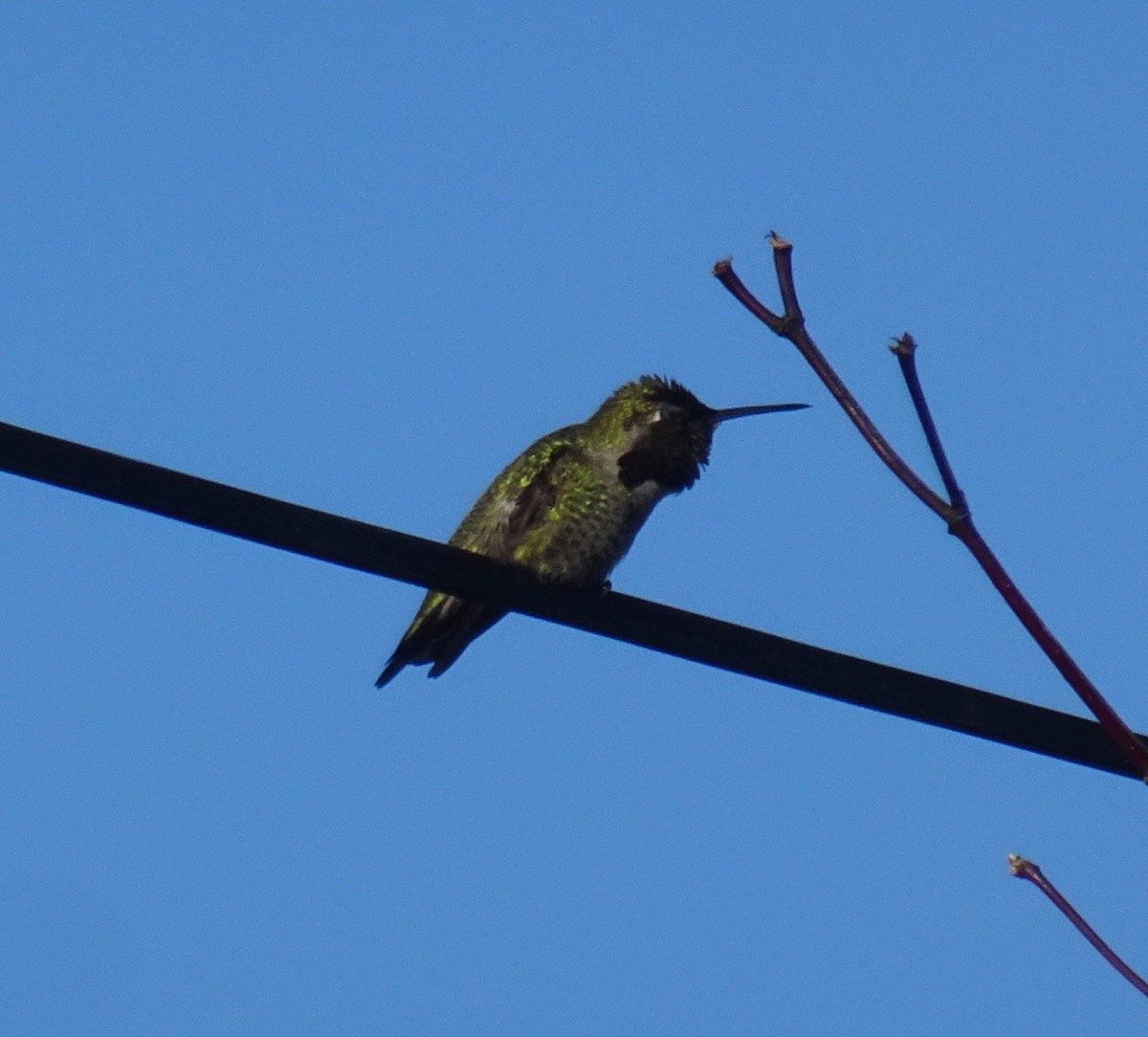 Anna's Hummingbird - ML195283961