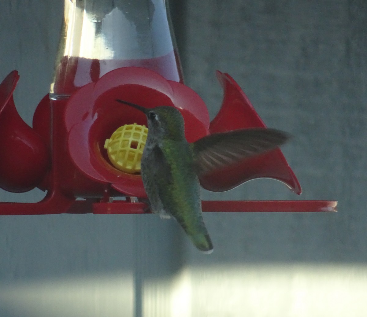 Anna's Hummingbird - ML195284581