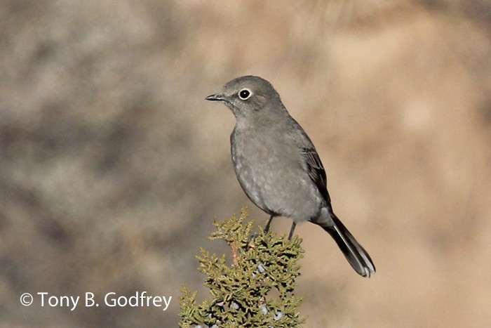 Townsend's Solitaire - ML195286991