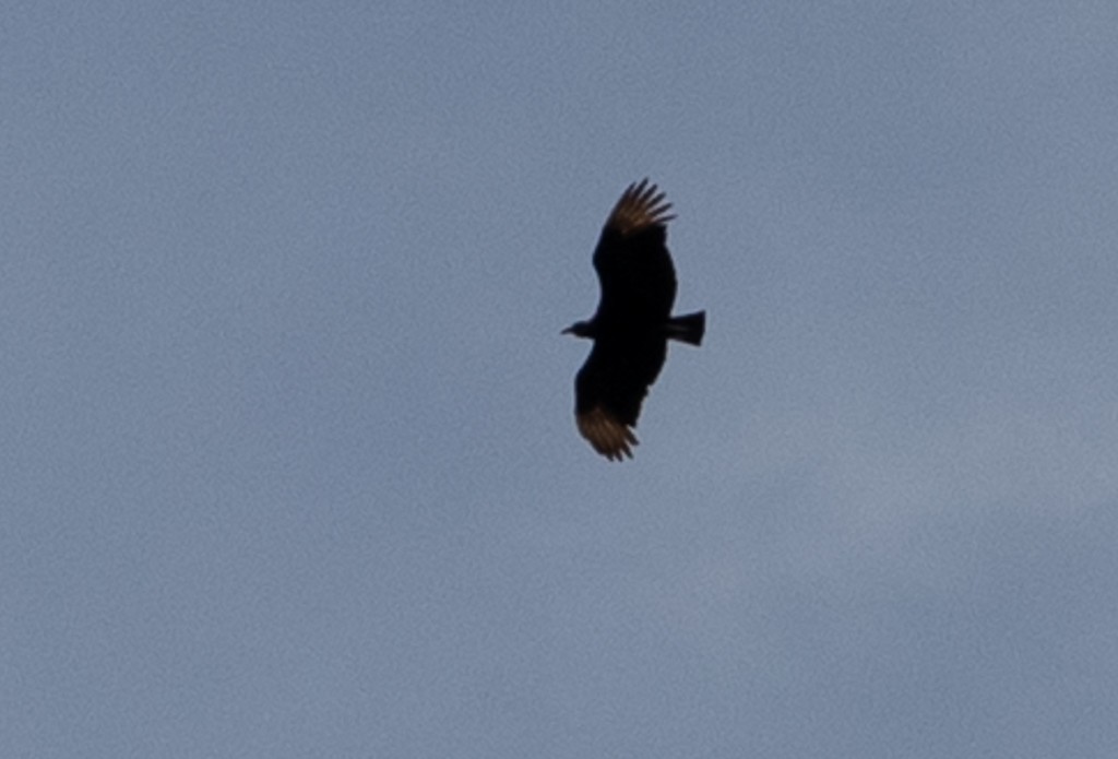 Black Vulture - ML195287991