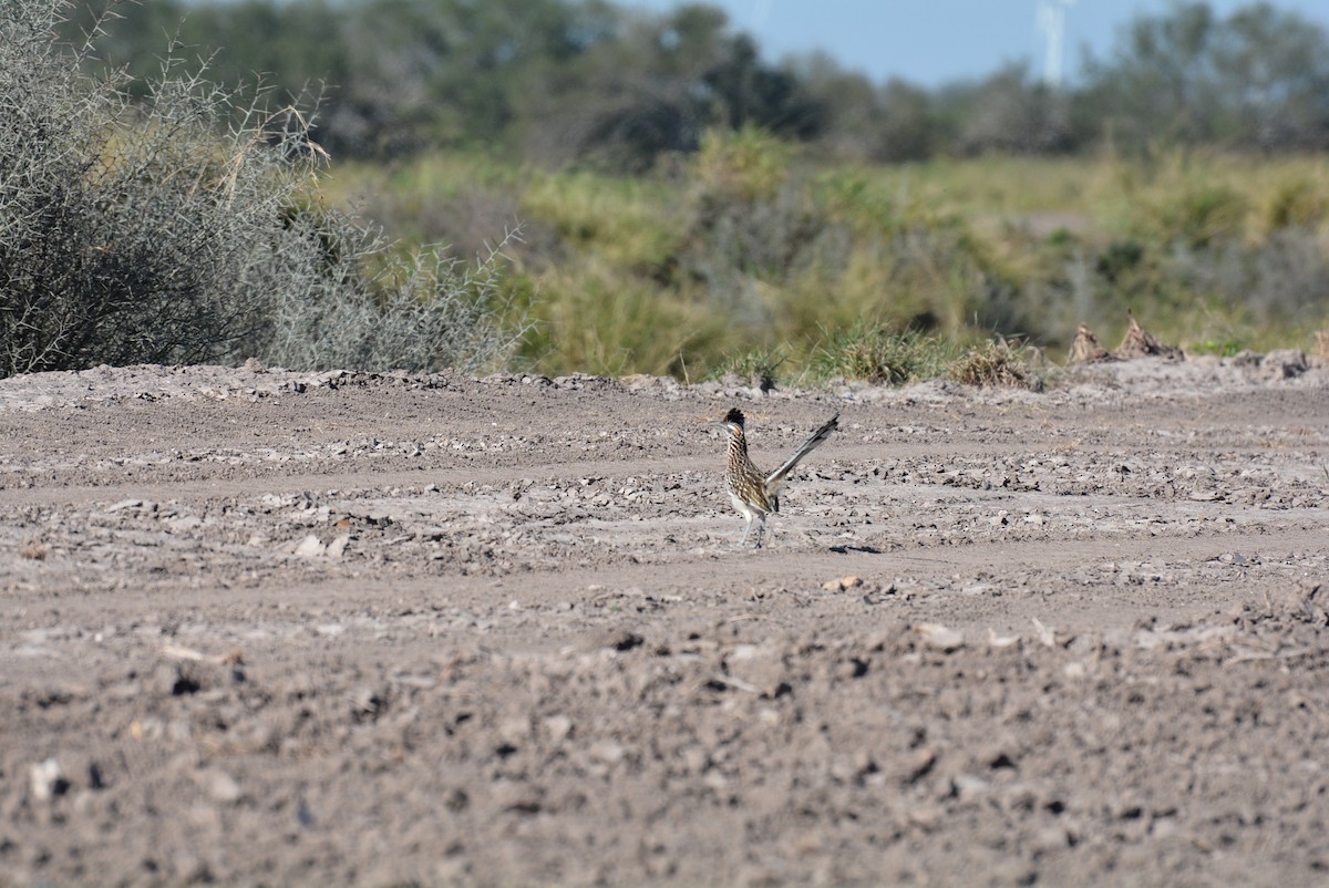 Greater Roadrunner - ML195288751