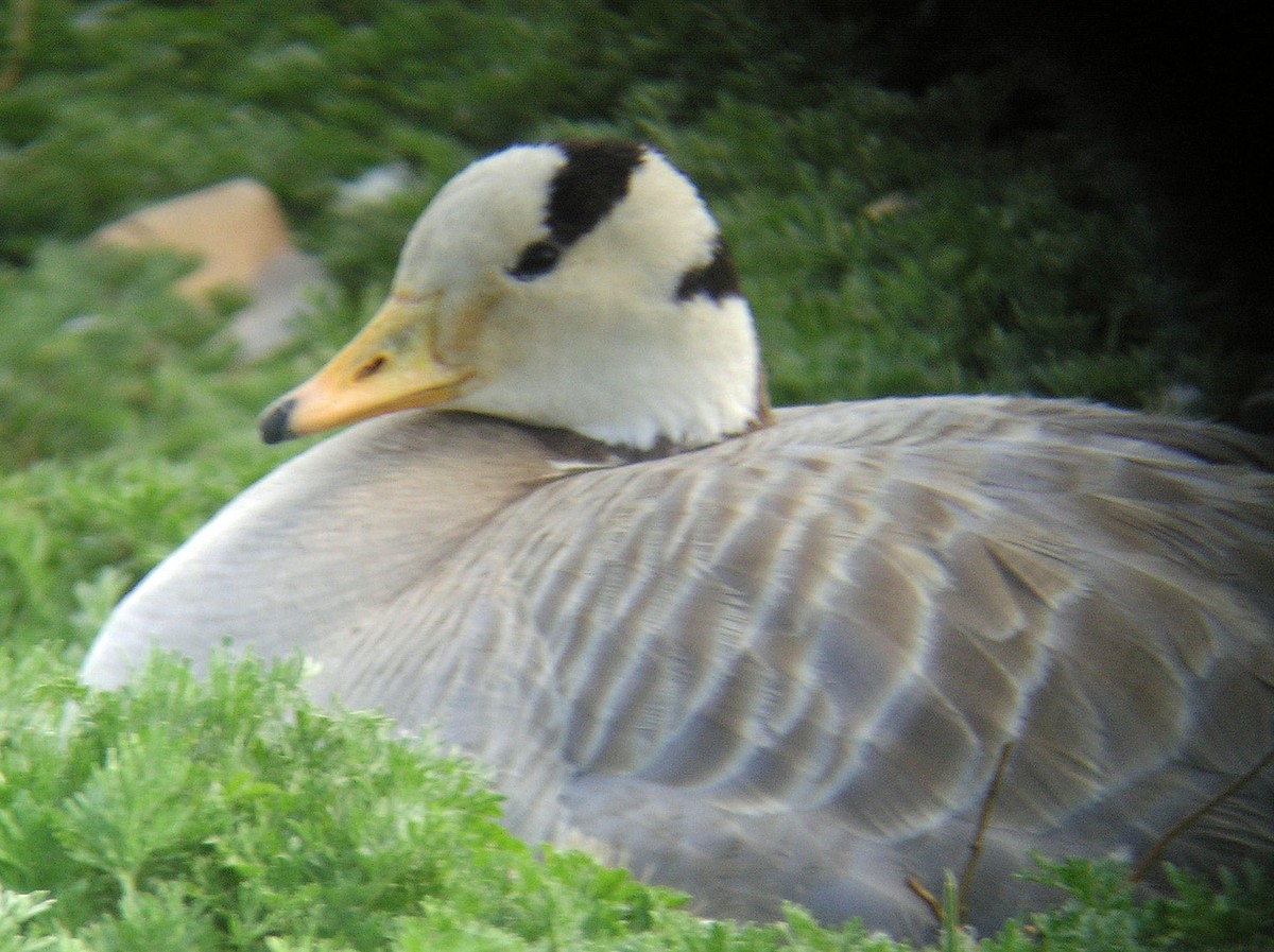 Bar-headed Goose - ML195289301