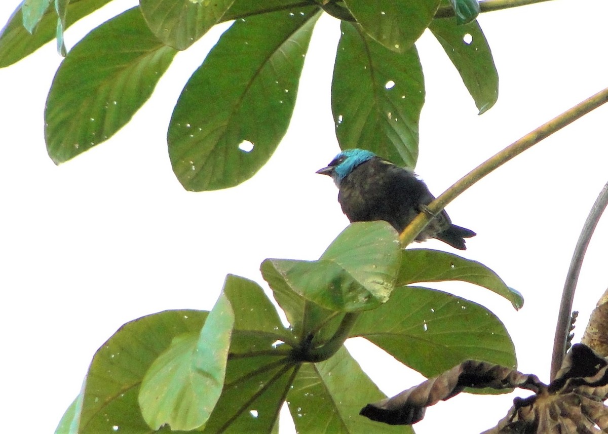 Blue-necked Tanager - ML195289371