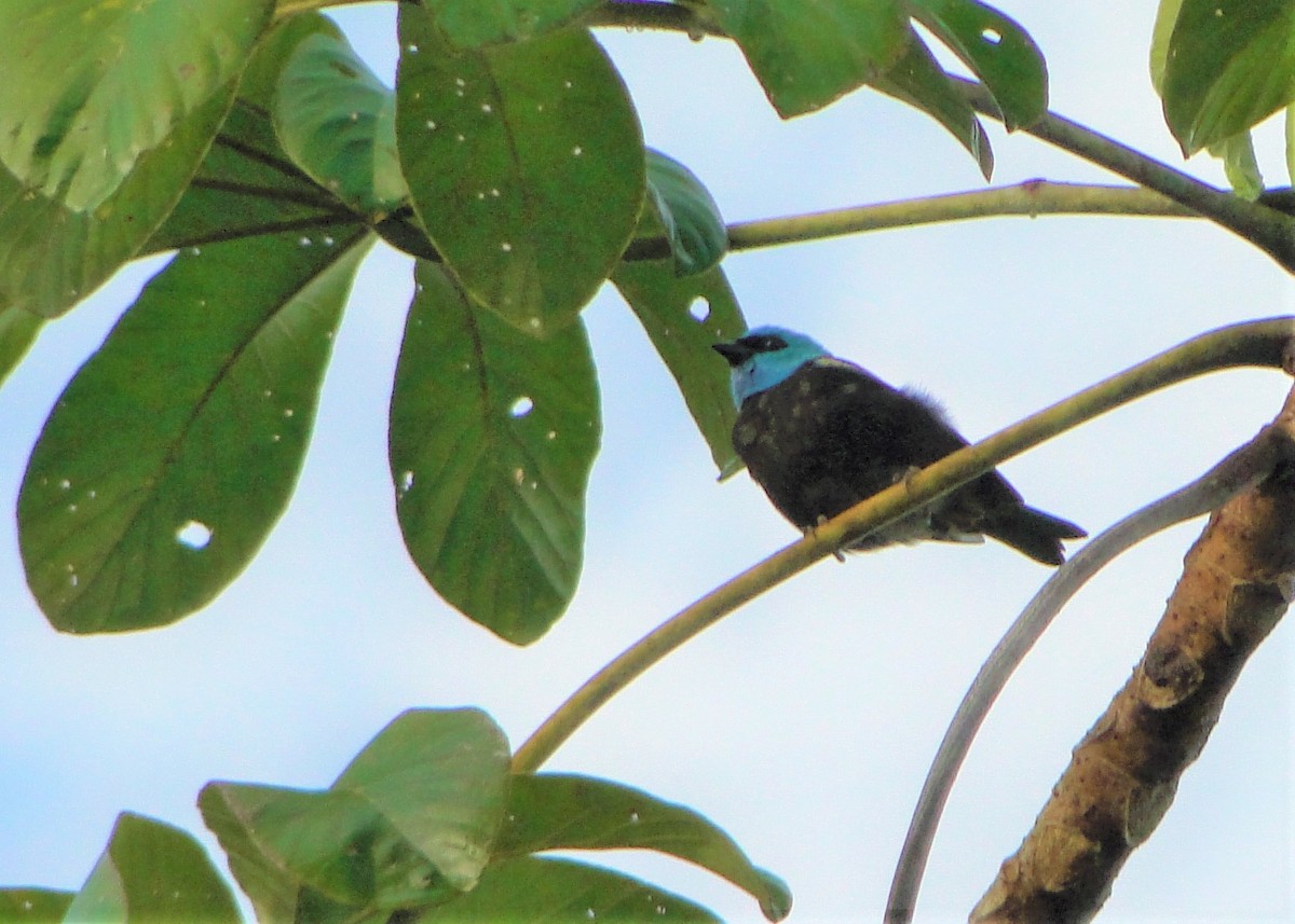 Blue-necked Tanager - ML195289381