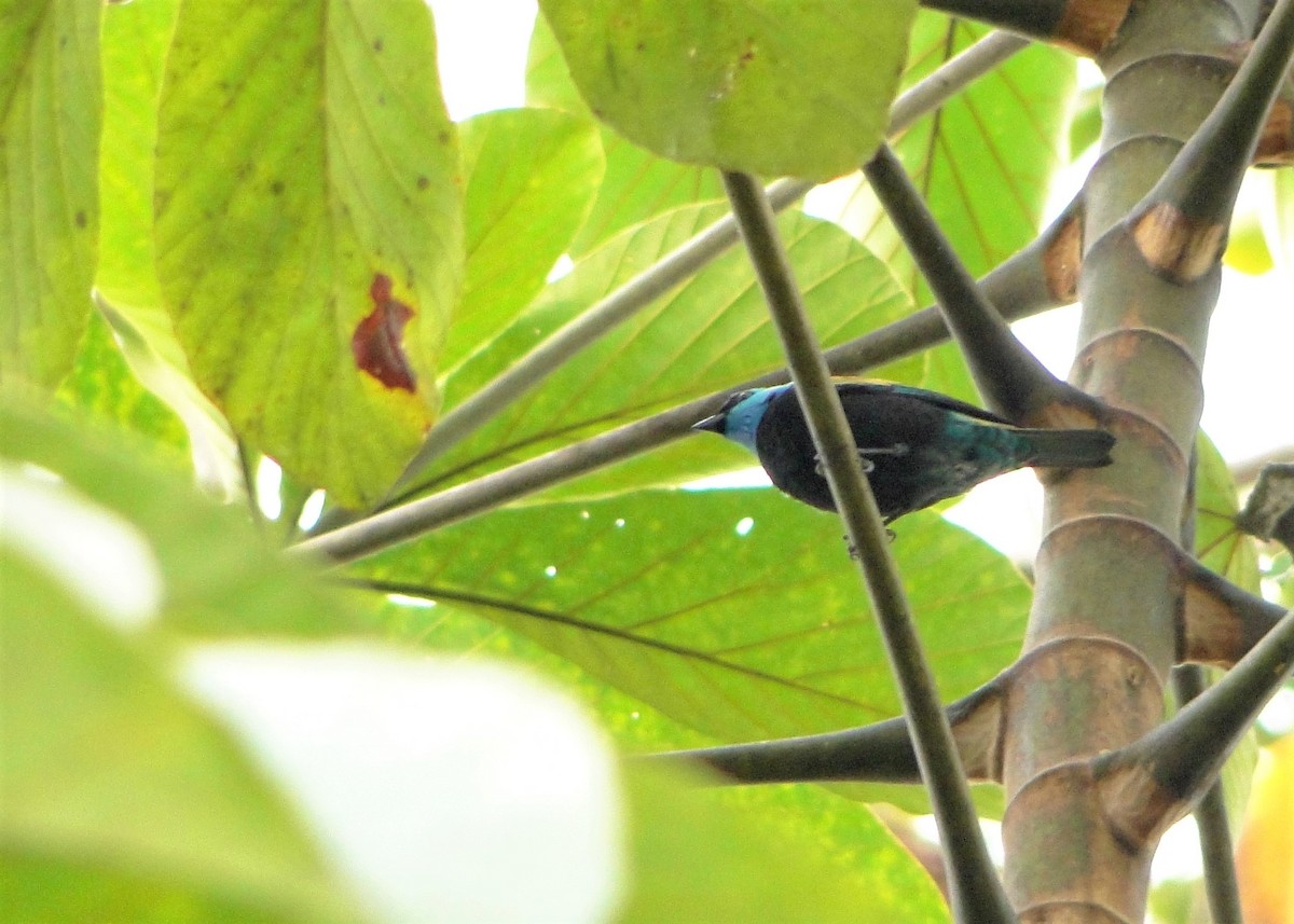 Blue-necked Tanager - ML195289391