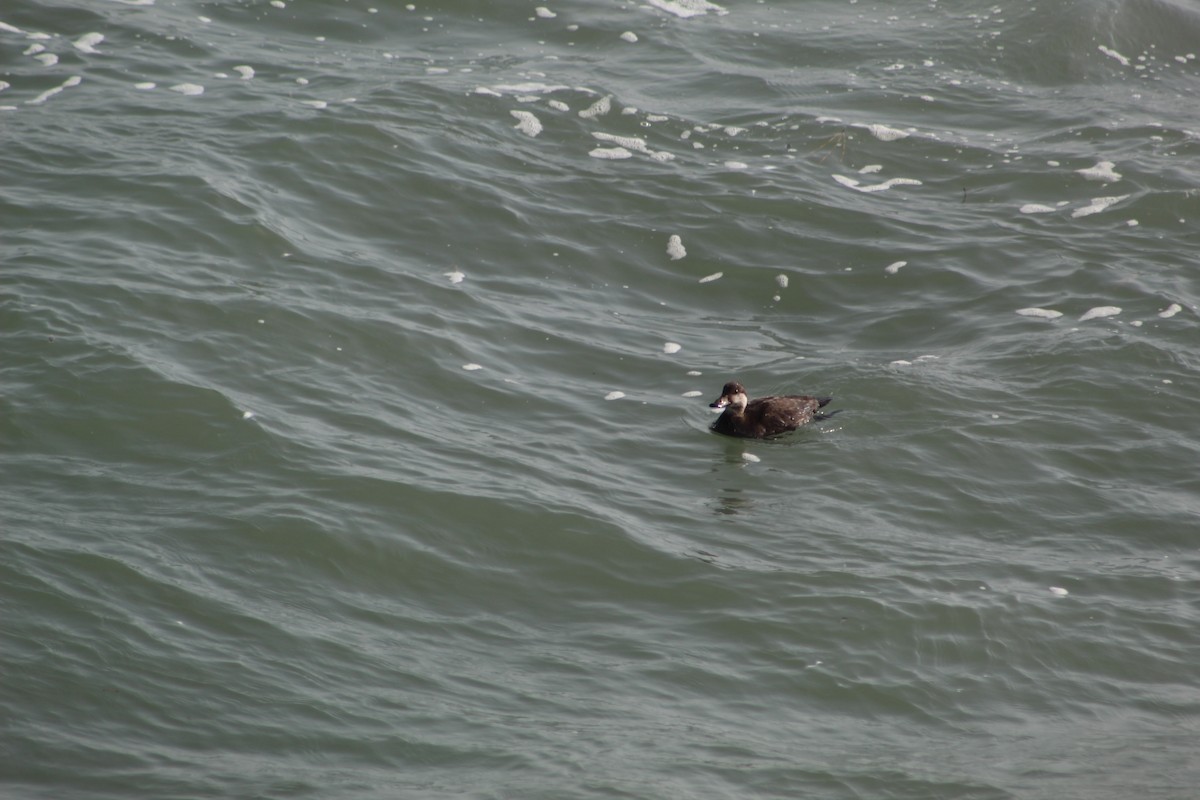 Black Scoter - ML195289691