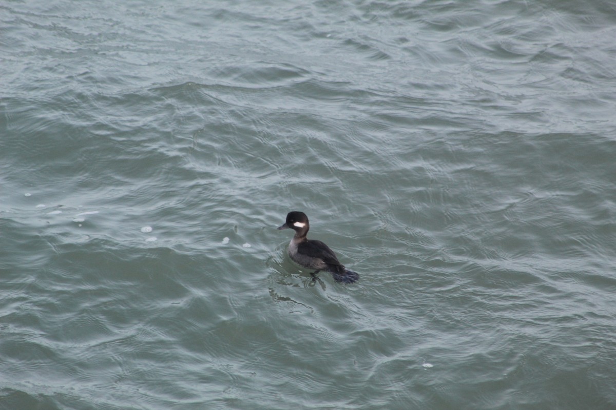 Bufflehead - ML195290101