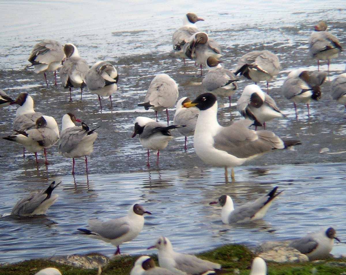 Pallas's Gull - ML195290161