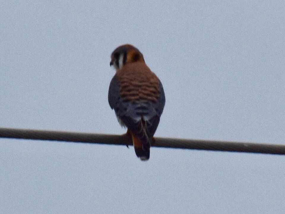 American Kestrel - ML195290531